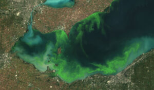 Satellite image of western Lake Erie during the 2011 algal bloom. There are neon green swirls along much of the shoreline extending in some places to the middle of the lake.