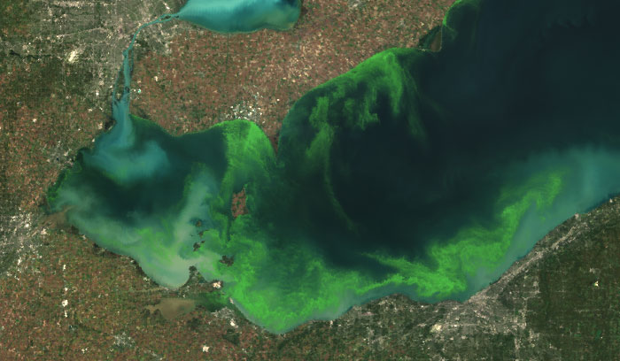 Satellite image of western Lake Erie during the 2011 algal bloom. There are neon green swirls along much of the shoreline extending in some places to the middle of the lake.